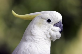 cockatoo-3192520_1920